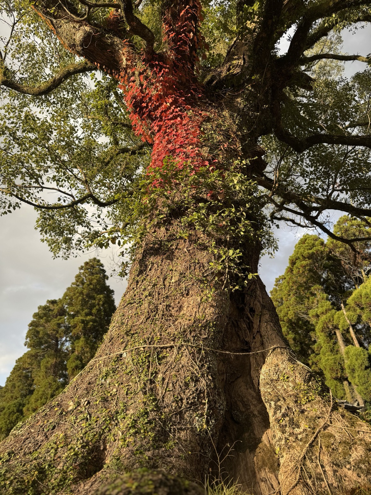 An ancient tree — roots, height, and time